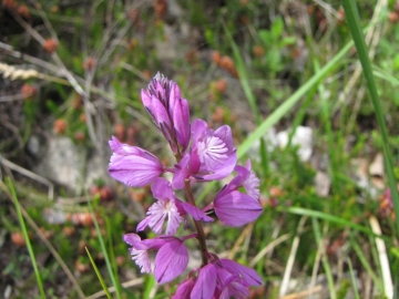 2009-05-10 cima tignalga (192)