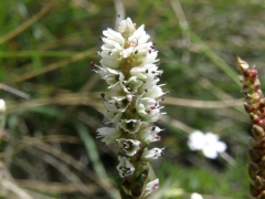 Polygonum bistorta