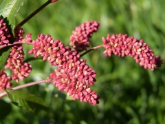 Polygonum persicaria