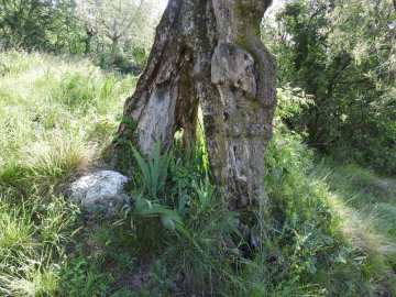 2020-05-14-Tignale-40