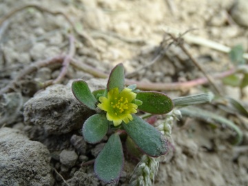 2021-09-08-fiori-Scerne-di-Pineto-25