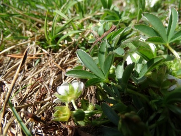 2023-04-29-Potentilla-alba-Renon-15