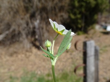 2023-04-29-Potentilla-alba-Renon-17