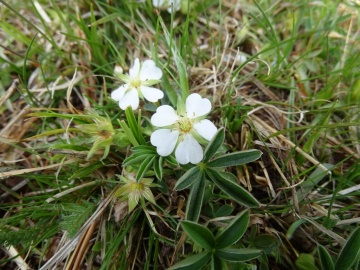 2023-04-29-Potentilla-alba-Renon-19