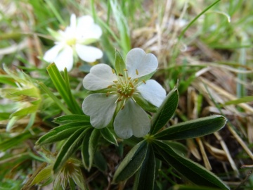 2023-04-29-Potentilla-alba-Renon-20