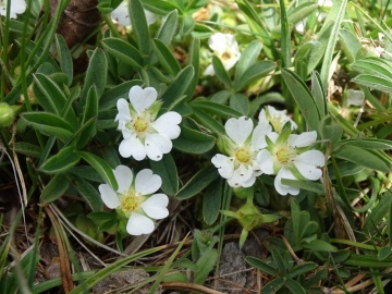 2023-04-29-Potentilla-alba-Renon-21