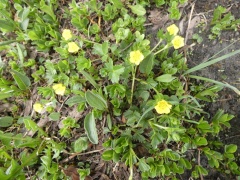 Potentilla brauneana