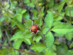 Potentilla indica