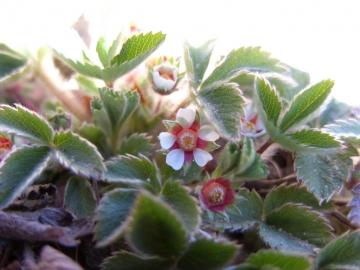 2008-03-22 pescarzo nistabol potentilla micrantha (3)