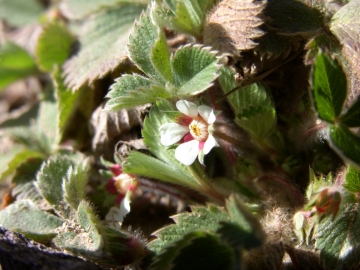 2008-03-22 pescarzo nistabol potentilla micrantha (4)