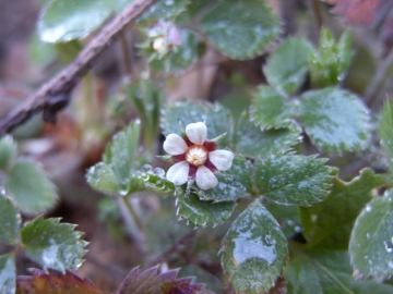 2008-03-22 pescarzo nistabol potentilla micrantha (5)