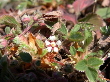 2008-03-22 pescarzo nistabol potentilla micrantha