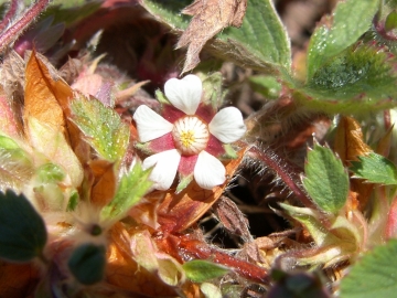 2008-03-22 pescarzo potentilla micrantha