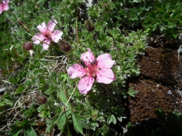 2010-07-10 scilliar 036