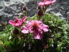 Potentilla nitida