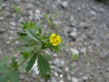 2015-05-30 Inseguendo la Daphne alpina 01 (1)