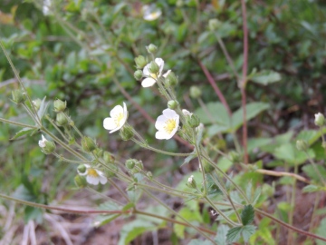 2012-06-02_03-Linge-Valmalza-103