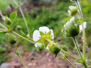 2012-06-02_03-Linge-Valmalza-110