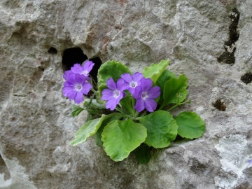 2021-05-15-Primula-albenensis-11