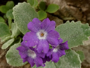 2021-05-15-Primula-albenensis-35