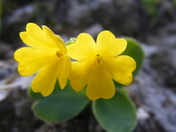 2009-05-20 Valle dei Concei (auricula ciliata) (4)