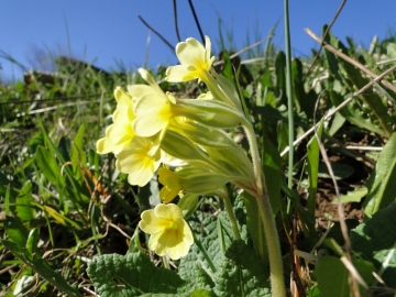 2011-03-18 Cornalba-Alben 062