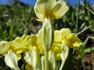 2011-03-18 Cornalba-Alben 064