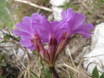 02 2010-05-26 monte alben 034