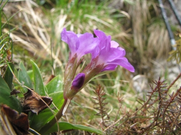 2010-04-17 val vertova 109