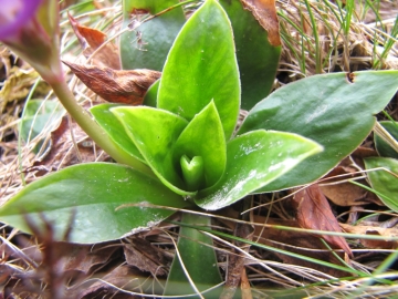 2010-04-17 val vertova 110