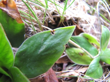 2010-04-17 val vertova 111