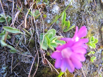 2009-06-01_02 passo maurone 047