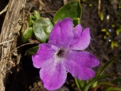 Primula integrifolia