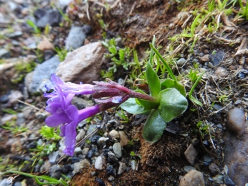 2018-07-10 Primula integrifolia (17)