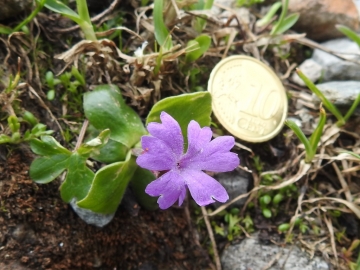 2018-07-10 Primula integrifolia (32)