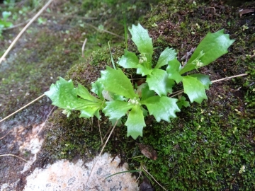 2015-06-21 lago di Gana 010.JPG