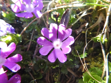 2017-06-11 cima Venegiota e Primula tyrolensis 076