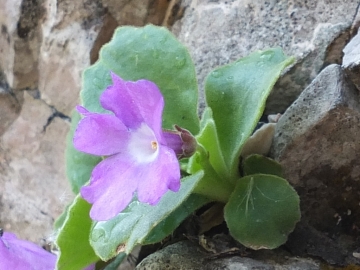 2014-06.02 passo Lora Primula recubariensis 012 - Copia