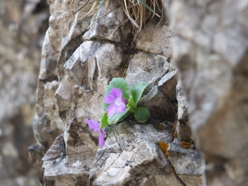 2014-06.02 passo Lora Primula recubariensis 012