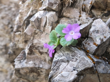 2014-06.02 passo Lora Primula recubariensis 015