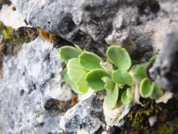 2014-06.02 passo Lora Primula recubariensis 037