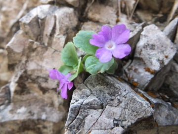 Copia di 2014-06.02 passo Lora Primula recubariensis 014