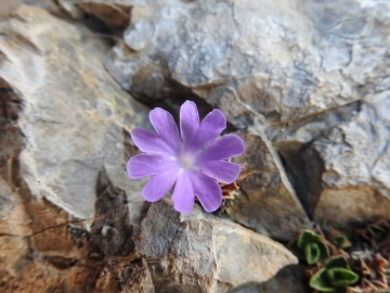 2017-06-11 cima Venegiota e Primula tyrolensis 136