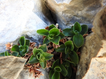 2017-06-11 cima Venegiota e Primula tyrolensis 143