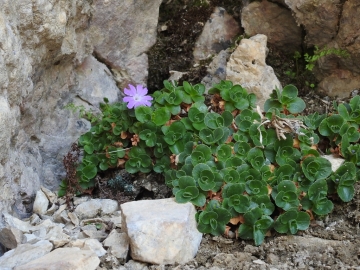 2017-06-11 cima Venegiota e Primula tyrolensis 150