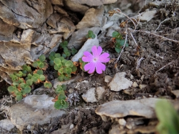 2017-06-11 cima Venegiota e Primula tyrolensis (168)