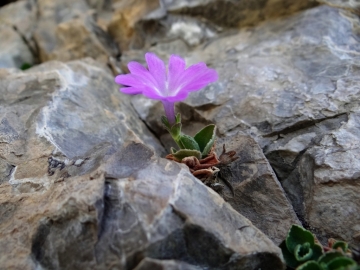 2017-06-11 cima Venegiota e Primula tyrolensis (174)