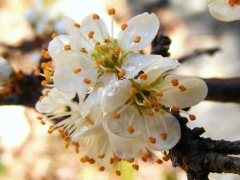 Prunus avium