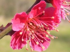 Prunus mume