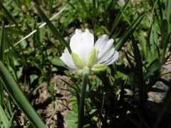 Ranunculus pyrenaeus